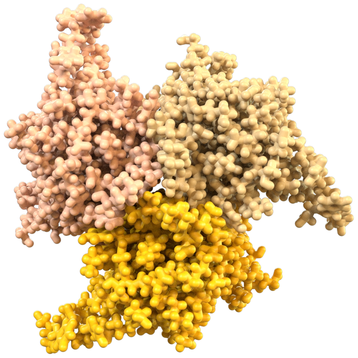 Model of BAFF Protein